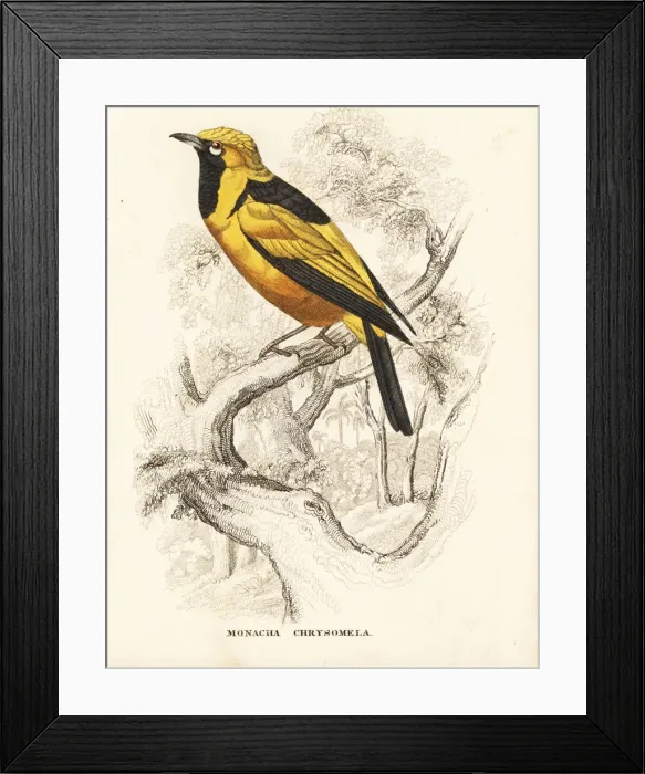 Framed Print : Golden monarch, Carterornis chrysomela Framed Print : Golden monarch, Carterornis chrysomela