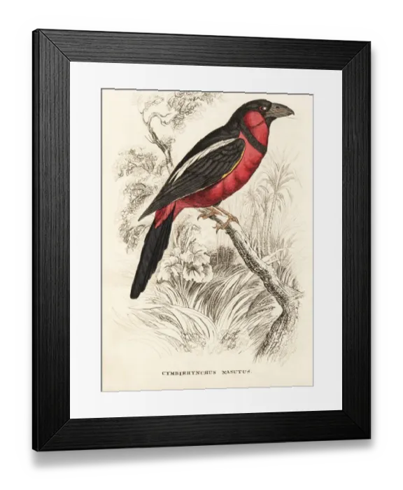 Framed Print : Black-and-red broadbill, Cymbirhynchus macrorhynchos Framed Print : Black-and-red broadbill, Cymbirhynchus macrorhynchos