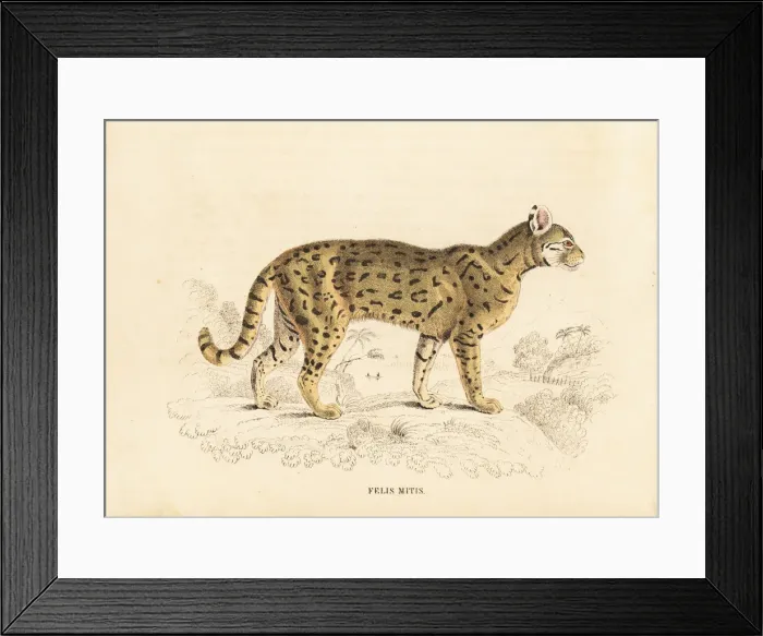 Framed Print : Chati, Felis mitis Framed Print : Chati, Felis mitis