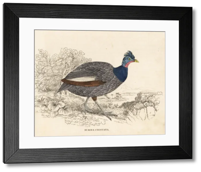 Framed Print : Crested guineafowl, Guttera pucherani Framed Print : Crested guineafowl, Guttera pucherani