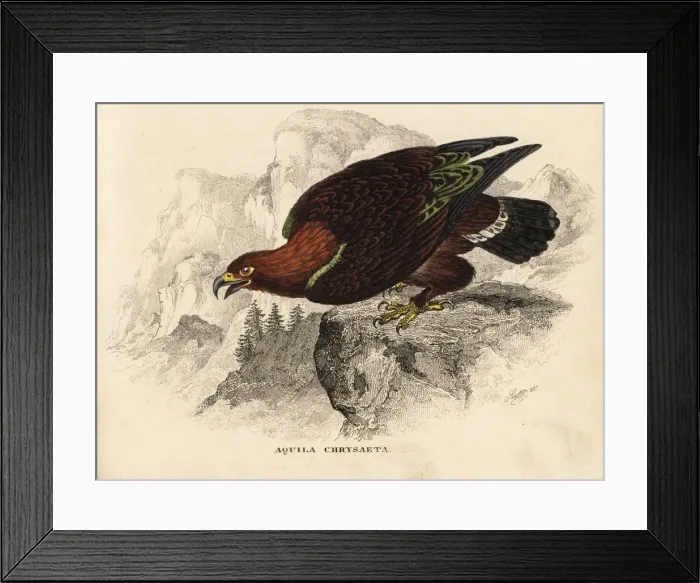 Framed Print : Golden eagle, Aquila chrysaetos Framed Print : Golden eagle, Aquila chrysaetos