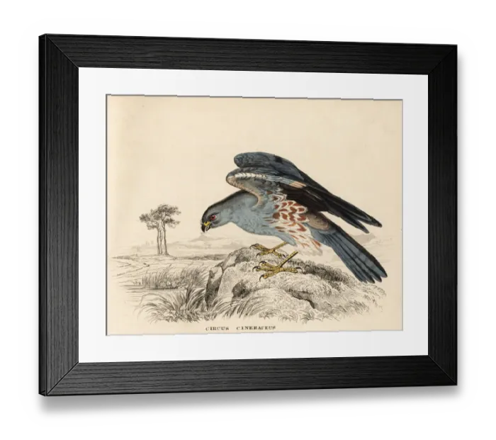Framed Print : Ash-coloured harrier, Circus cineraceus Framed Print : Ash-coloured harrier, Circus cineraceus