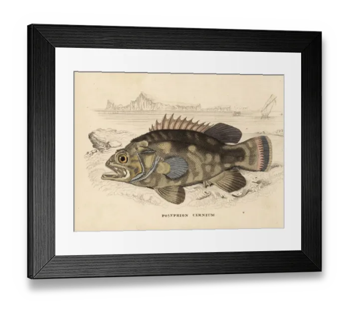 Framed Print : Wreckfish, Polyprion americanus Framed Print : Wreckfish, Polyprion americanus
