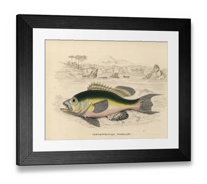 Framed Print : Black sea bass, Centropristis striata Framed Print : Black sea bass, Centropristis striata