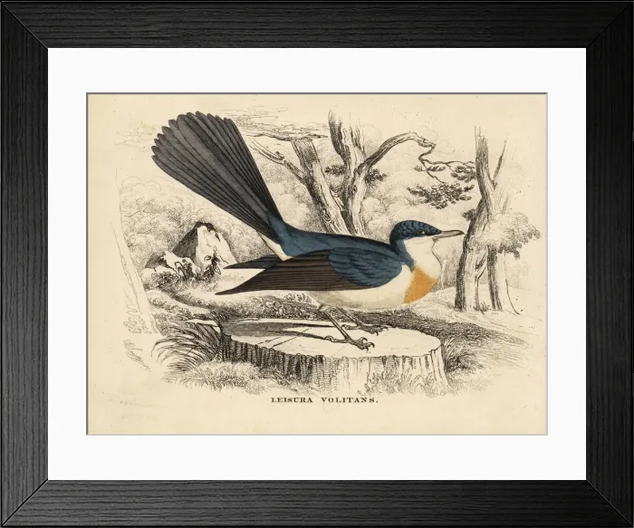 Framed Print : Restless flycatcher, Myiagra inquieta Framed Print : Restless flycatcher, Myiagra inquieta