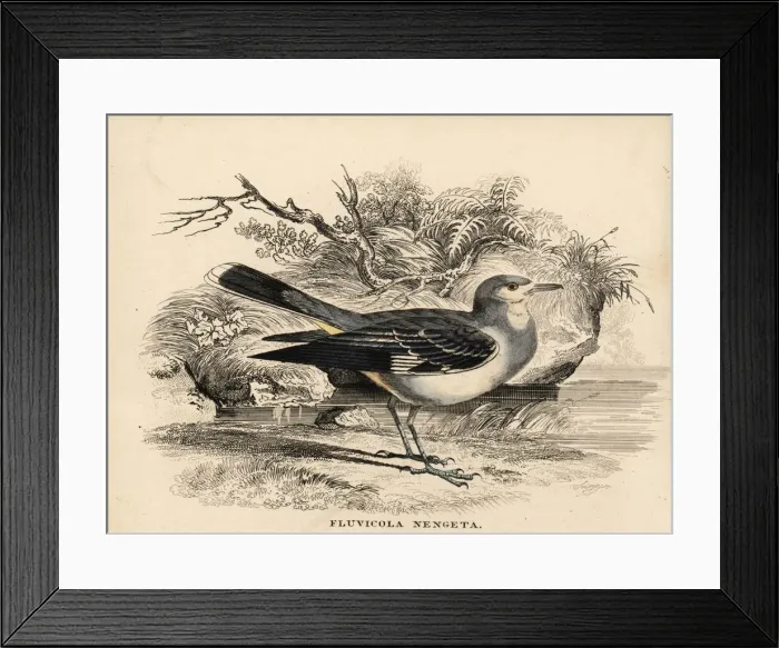 Framed Print : Masked water tyrant, Fluvicola nengeta Framed Print : Masked water tyrant, Fluvicola nengeta