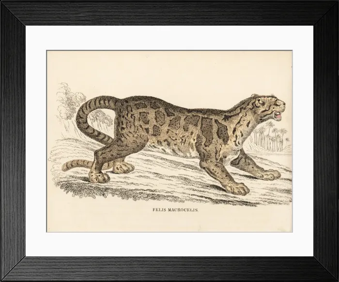 Framed Print : Clouded leopard, Neofelis nebulosa. Vulnerable Framed Print : Clouded leopard, Neofelis nebulosa. Vulnerable