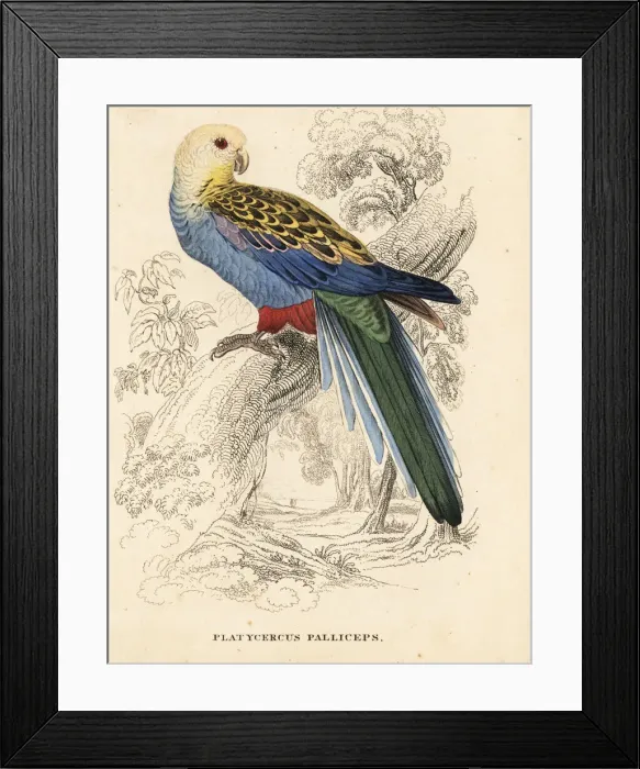 Framed Print : Pale-headed rosella, Platycercus adscitus palliceps Framed Print : Pale-headed rosella, Platycercus adscitus palliceps