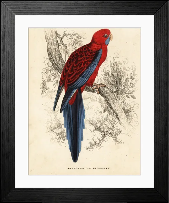 Framed Print : Crimson rosella, Platycercus elegans Framed Print : Crimson rosella, Platycercus elegans