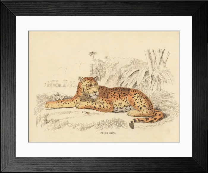 Framed Print : Jaguar, Panthera onca Framed Print : Jaguar, Panthera onca