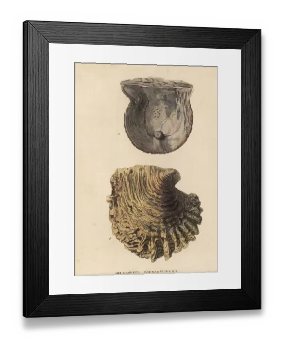 Framed Print : Black lip pearl shell, Pinctada margaritifera Framed Print : Black lip pearl shell, Pinctada margaritifera