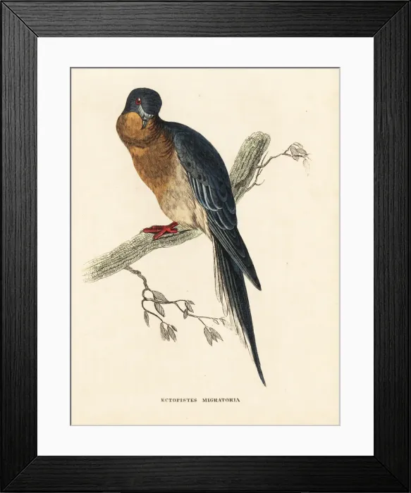 Framed Print : Passenger pigeon, Ectopistes migratorius. Extinct Framed Print : Passenger pigeon, Ectopistes migratorius. Extinct