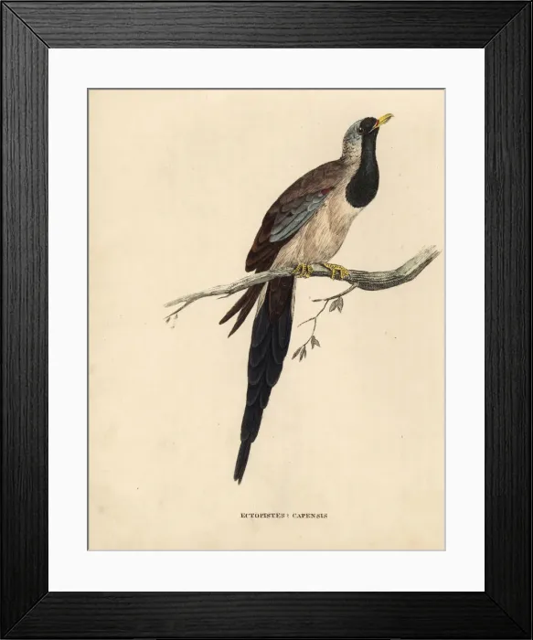Framed Print : Namaqua dove, Oena capensis Framed Print : Namaqua dove, Oena capensis