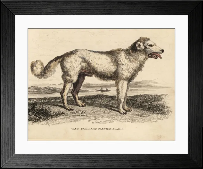 Framed Print : Hungarian Pumi sheepdog Framed Print : Hungarian Pumi sheepdog