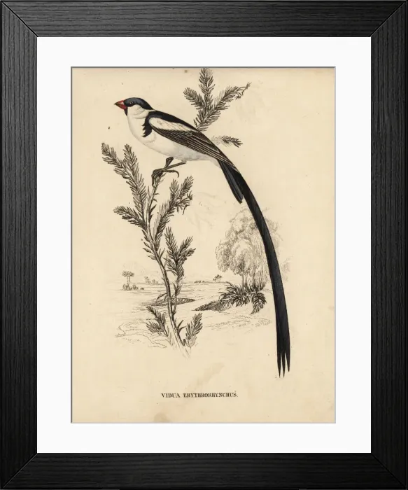 Framed Print : Pin-tailed whydah, Vidua macroura