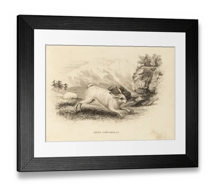 Framed Print : Mountain hare, Lepus timidus Framed Print : Mountain hare, Lepus timidus