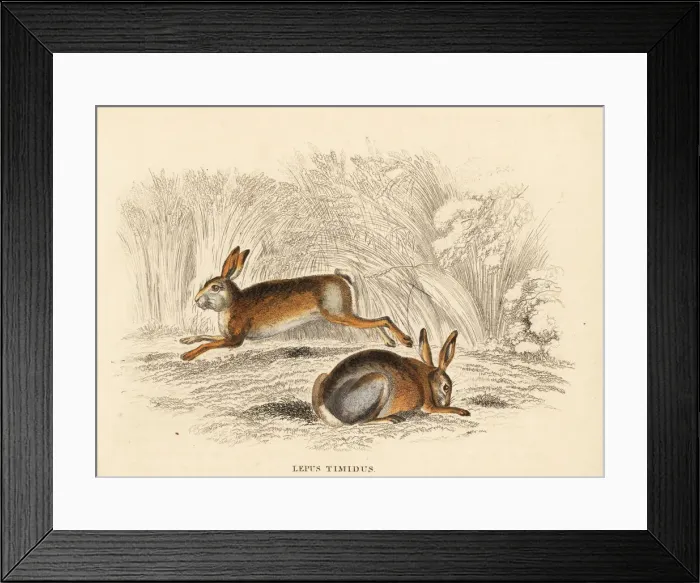Framed Print : Mountain hare, Lepus timidus Framed Print : Mountain hare, Lepus timidus