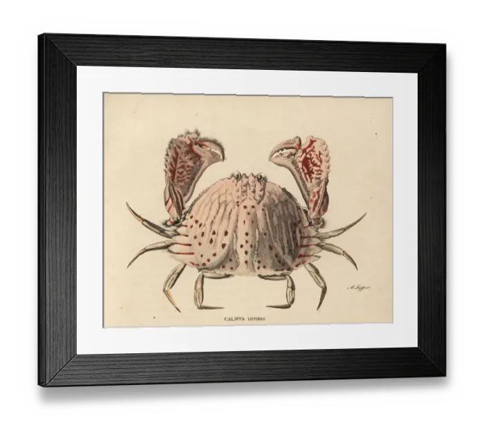 Framed Print : Red-spotted box crab, Calappa calappa
