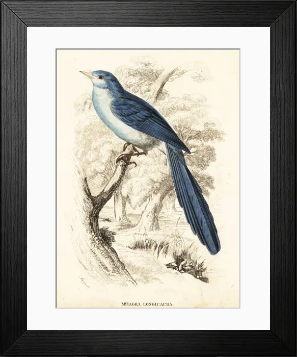 Framed Print : African blue-flycatcher, Elminia longicauda Framed Print : African blue-flycatcher, Elminia longicauda