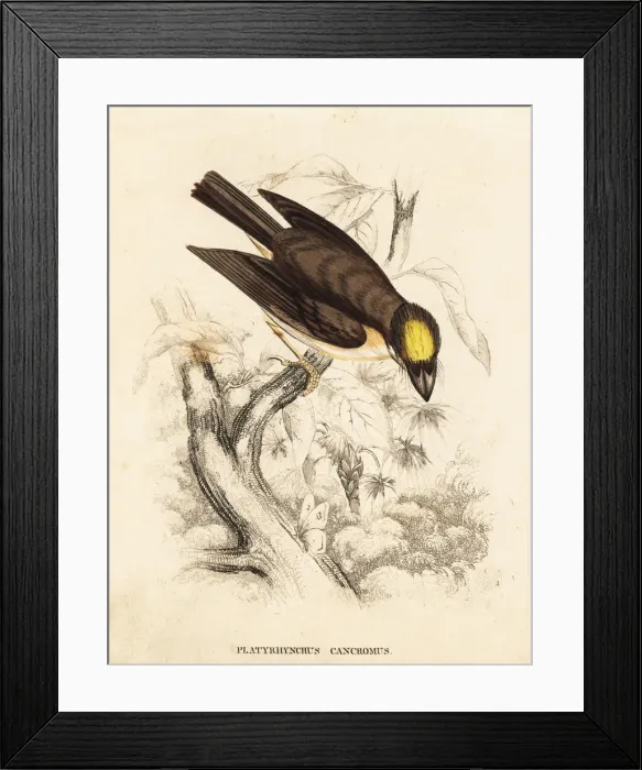 Framed Print : White-throated spadebill, Platyrinchus mystaceus Framed Print : White-throated spadebill, Platyrinchus mystaceus