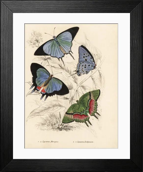 Framed Print : Cambridge blue and odd-spot blue butterflies Framed Print : Cambridge blue and odd-spot blue butterflies