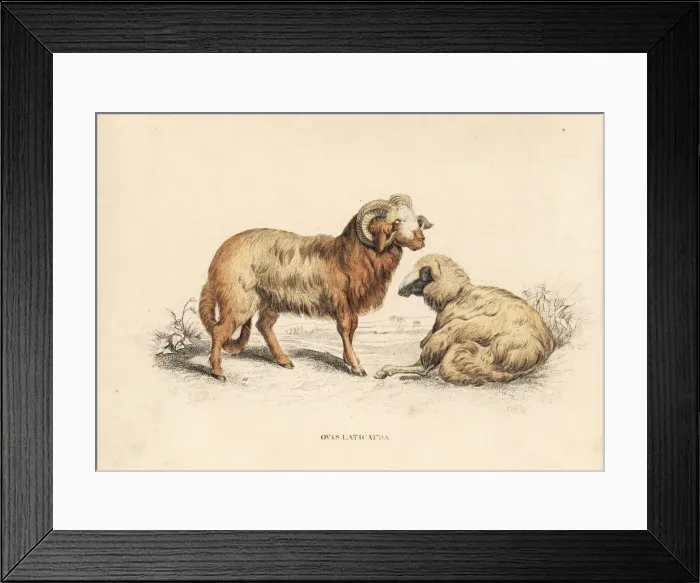 Framed Print : Broad-tailed or laticauda sheep, Ovis aries Framed Print : Broad-tailed or laticauda sheep, Ovis aries