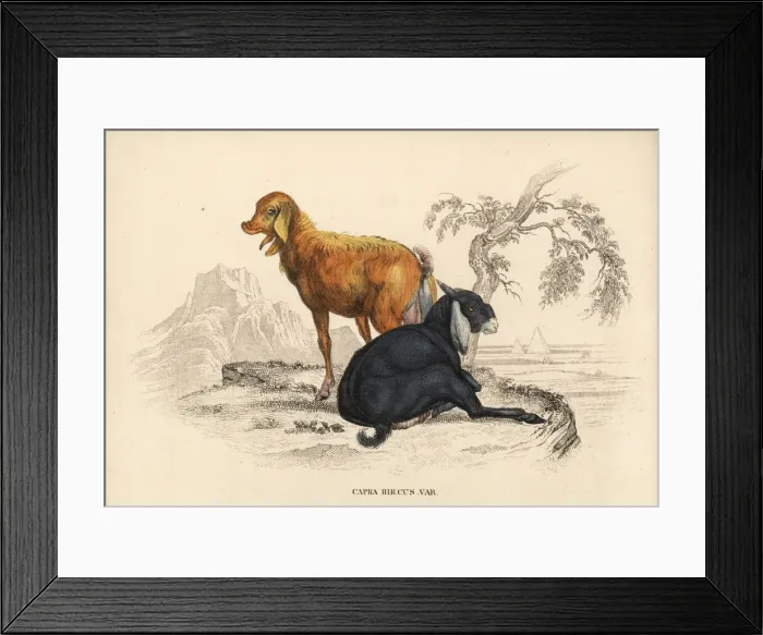 Framed Print : Domesticated goat, Capra aegagrus hircus Framed Print : Domesticated goat, Capra aegagrus hircus