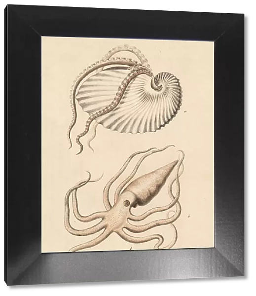 Greater argonaut octopus, Argonaut argo