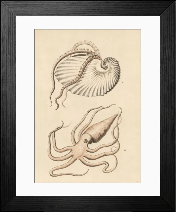 Framed Print : Greater argonaut octopus, Argonaut argo Framed Print : Greater argonaut octopus, Argonaut argo