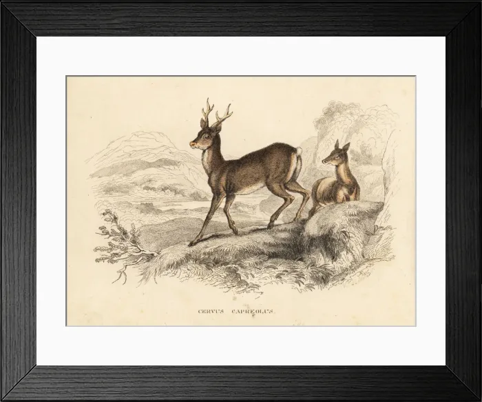 Framed Print : Roe deer, Capreolus capreolus Framed Print : Roe deer, Capreolus capreolus