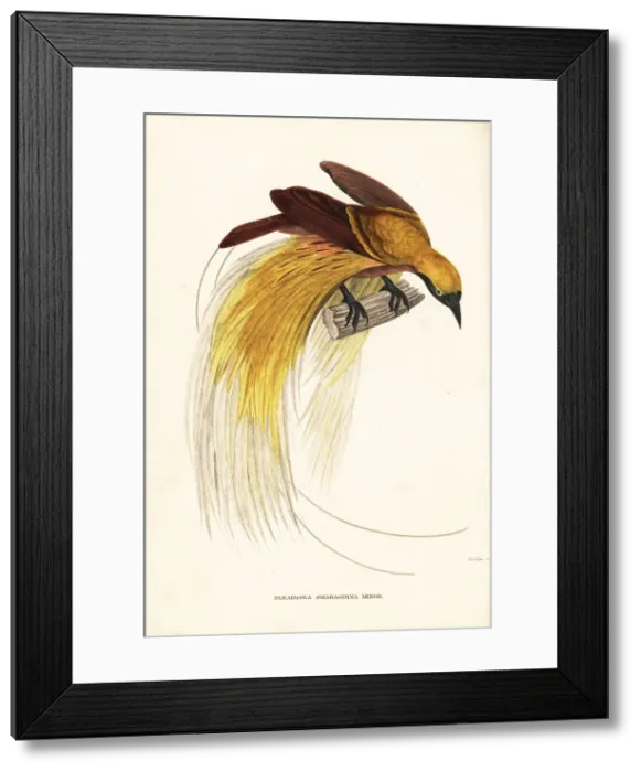 Framed Print : Lesser bird-of-paradise, Paradisaea minor Framed Print : Lesser bird-of-paradise, Paradisaea minor