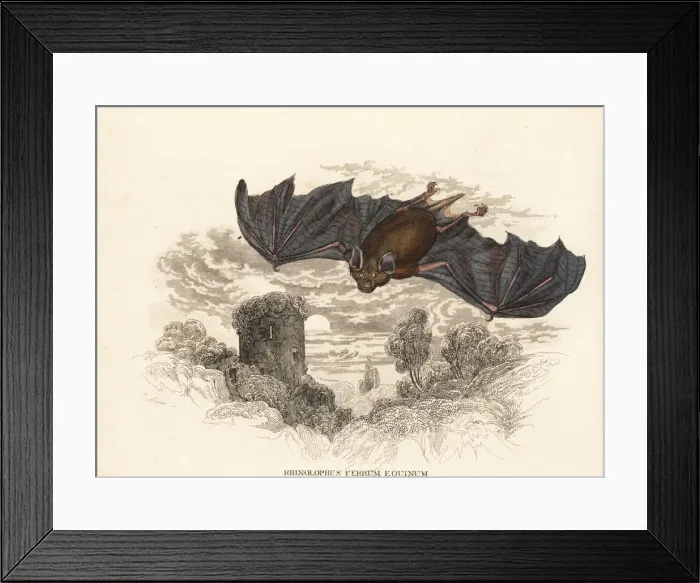 Framed Print : Greater horseshoe bat, Rhinolophus ferrumequinum Framed Print : Greater horseshoe bat, Rhinolophus ferrumequinum