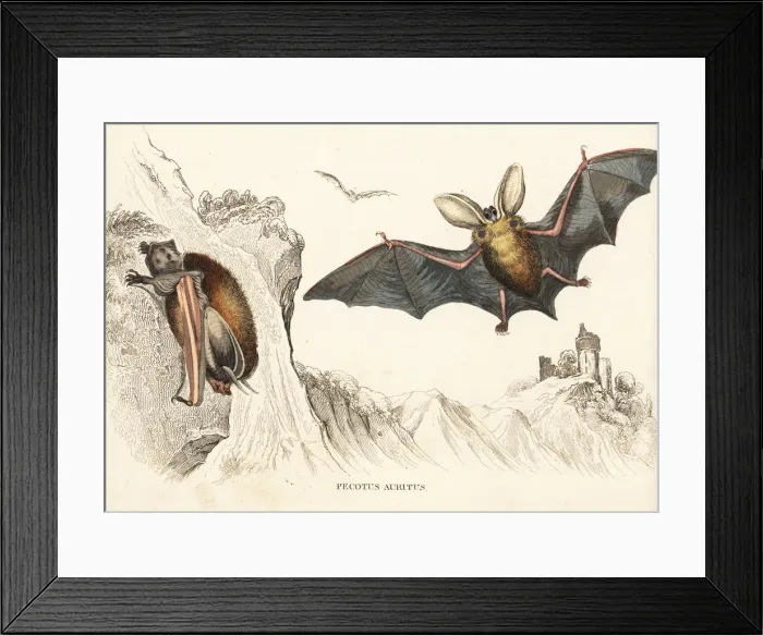 Framed Print : Brown long-eared bat, Plecotus auritus Framed Print : Brown long-eared bat, Plecotus auritus