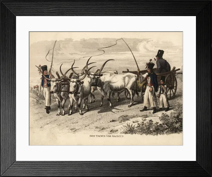 Framed Print : Danube steppe cattle, Bos taurus var. dacicus Framed Print : Danube steppe cattle, Bos taurus var. dacicus