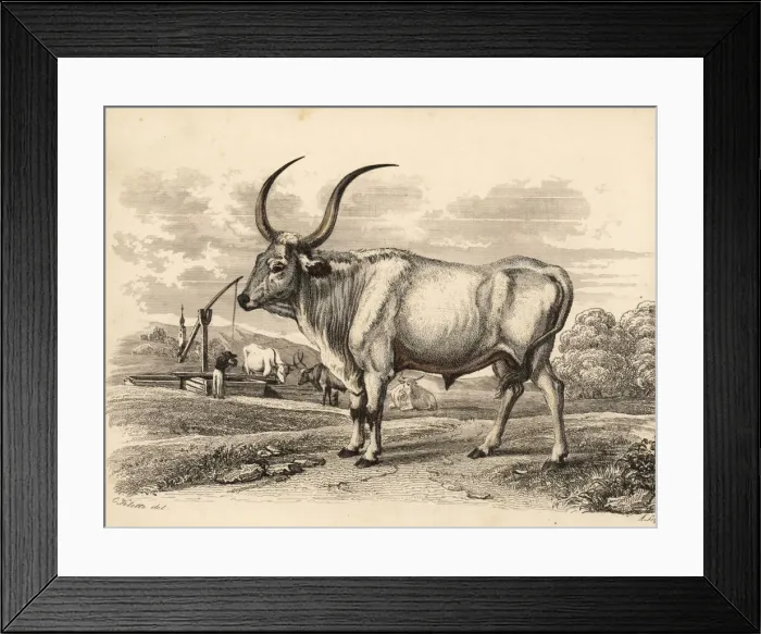 Framed Print : Danube steppe cattle, Bos taurus var. dacicus Framed Print : Danube steppe cattle, Bos taurus var. dacicus