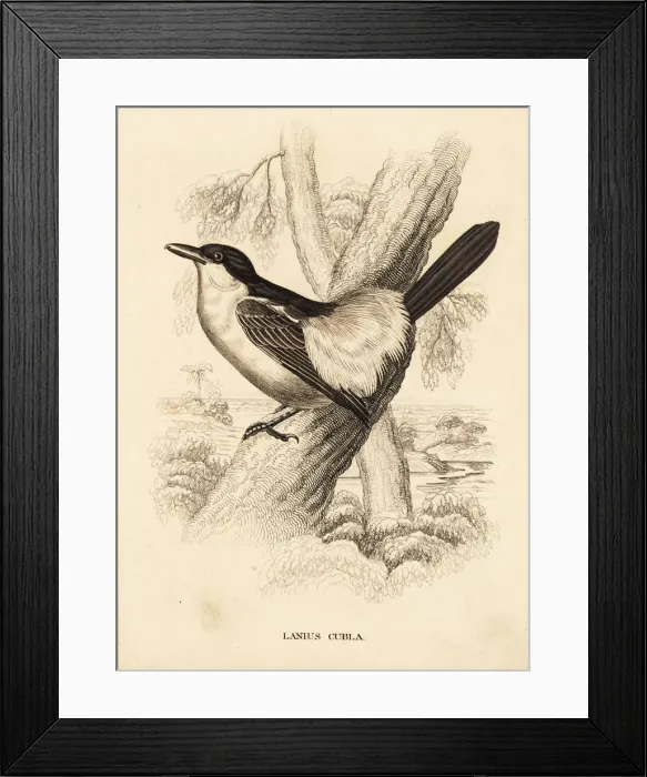 Framed Print : Black-backed puffback, Dryoscopus cubla Framed Print : Black-backed puffback, Dryoscopus cubla