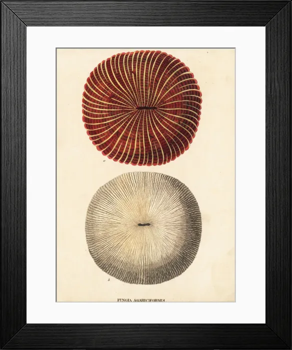 Framed Print : Mushroom coral, Fungia fungites Framed Print : Mushroom coral, Fungia fungites