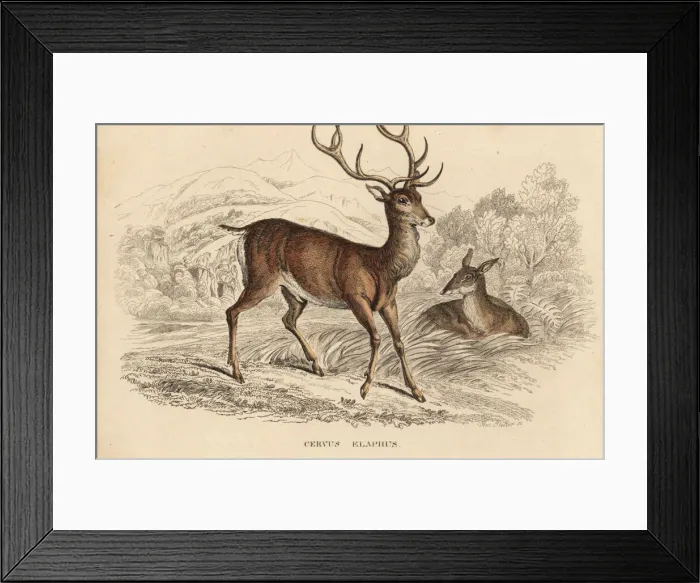 Framed Print : Red deer stag, Cervus elaphus Framed Print : Red deer stag, Cervus elaphus