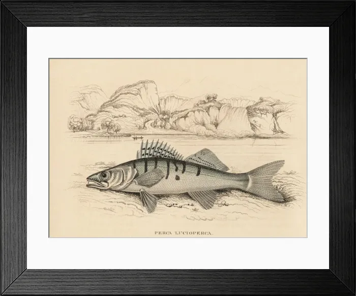 Framed Print : Zander or pike-perch, Sander lucioperca Framed Print : Zander or pike-perch, Sander lucioperca