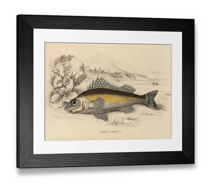 Framed Print : Ruffe, Gymnocephalus cernuus Framed Print : Ruffe, Gymnocephalus cernuus