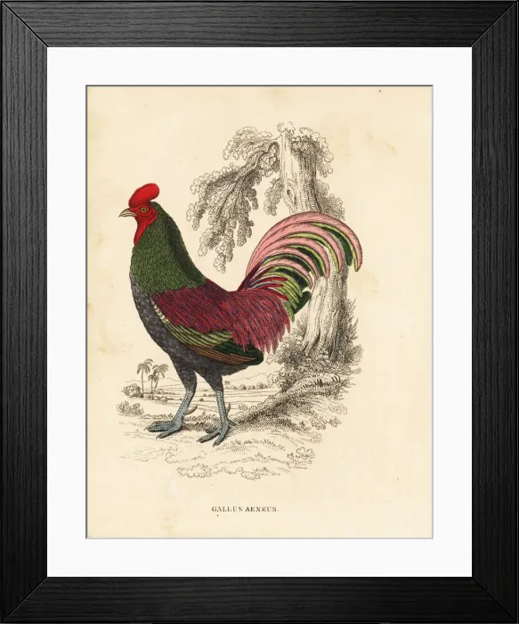 Framed Print : Bronzed cock of Sumatra, Gallus aeneus Framed Print : Bronzed cock of Sumatra, Gallus aeneus
