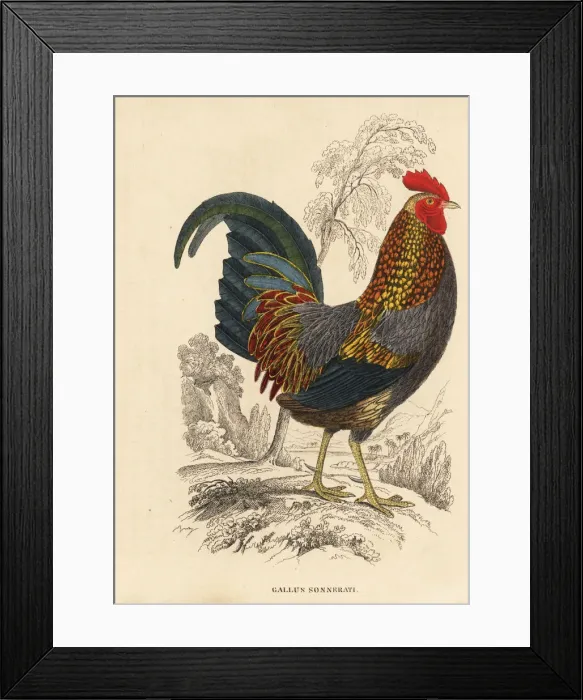 Framed Print : Grey junglefowl, Gallus sonnerati Framed Print : Grey junglefowl, Gallus sonnerati
