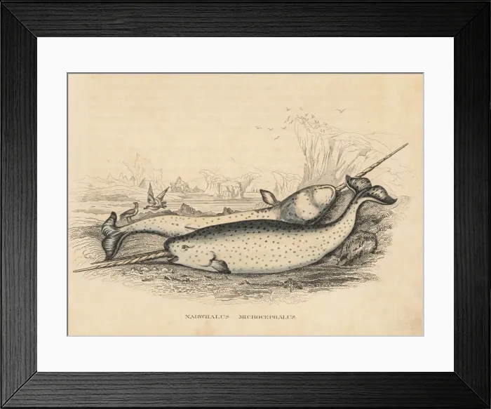 Framed Print : Narwhal, Monodon monoceros Framed Print : Narwhal, Monodon monoceros