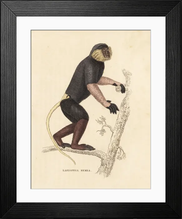 Framed Print : Red-shanked douc langur, Pygathrix nemaeus. Endangered Framed Print : Red-shanked douc langur, Pygathrix nemaeus. Endangered