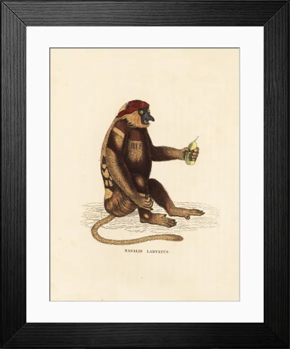 Framed Print : Proboscis monkey, Nasalis larvatus. Endangered