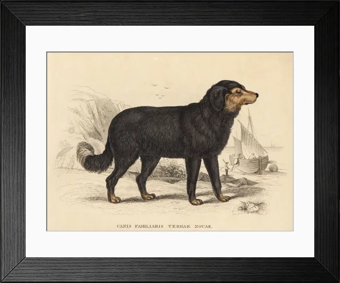 Framed Print : Newfoundland dog, Canis lupus familiaris Framed Print : Newfoundland dog, Canis lupus familiaris