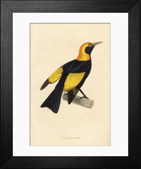 Framed Print : Regent bowerbird, Sericulus chrysocephalus Framed Print : Regent bowerbird, Sericulus chrysocephalus