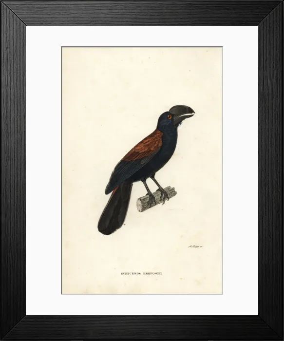 Framed Print : Helmet vanga, Euryceros prevostii Framed Print : Helmet vanga, Euryceros prevostii