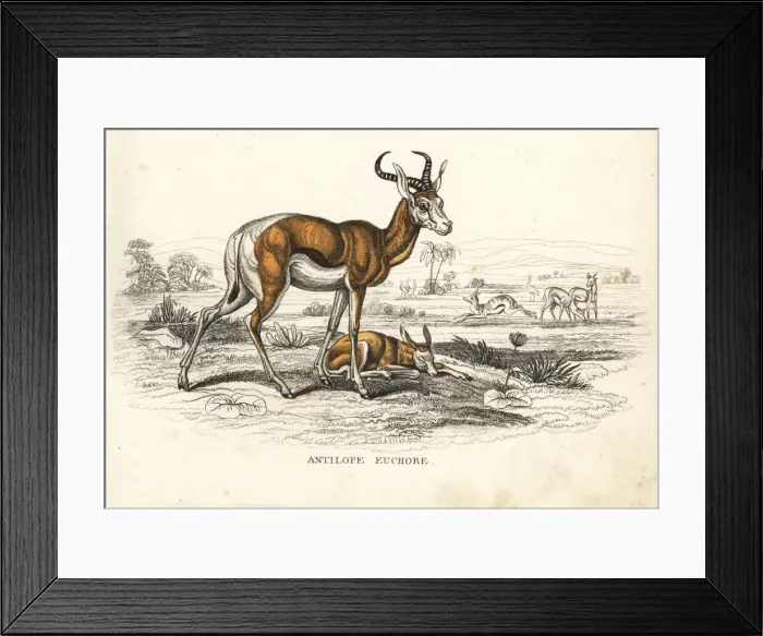Framed Print : Springbok, Antidorcas marsupialis Framed Print : Springbok, Antidorcas marsupialis