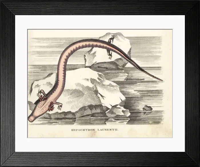 Framed Print : Olm or proteus salamander, Proteus anguinus Framed Print : Olm or proteus salamander, Proteus anguinus